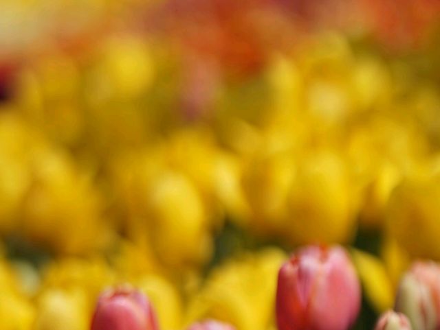 Tulip Festival in Korea