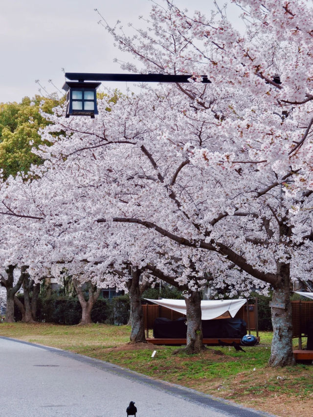 🌸 福岡賞櫻之旅：遇見春天最溫柔的微笑