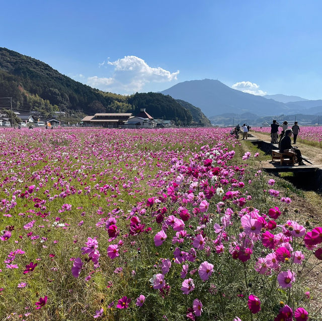🇯🇵【愛媛県】宇和島市美間町のコスモスまつり！(^^)