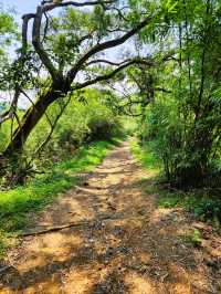 最親近台北的森林步道～富陽及黎和自然生態公園走走