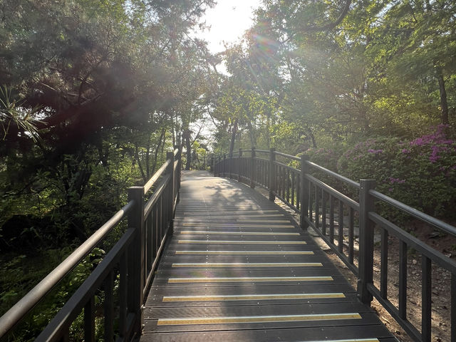 Namsan Vibes: Hike, Snap, Explore!