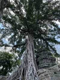🇰🇭 Ta Prohm: The Angelina Jolie Temple