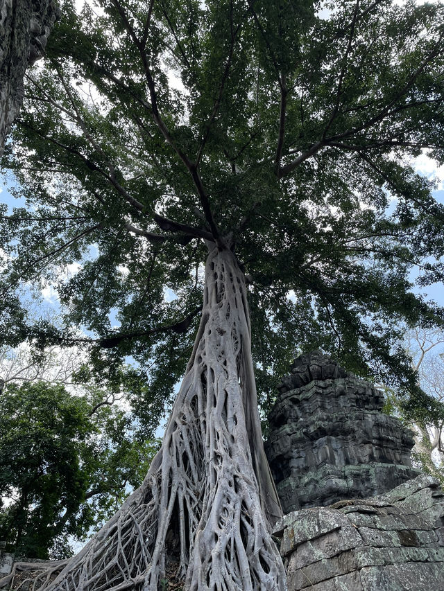 🇰🇭 Ta Prohm: The Angelina Jolie Temple