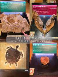 本物の化石に触れちゃう！？いわき市石炭・化石館ほるる