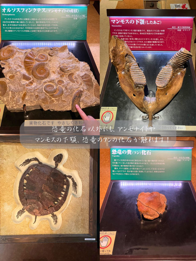 本物の化石に触れちゃう！？いわき市石炭・化石館ほるる