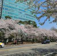 Yunjungno Cherry Blossom Walkway: A Springtime Haven