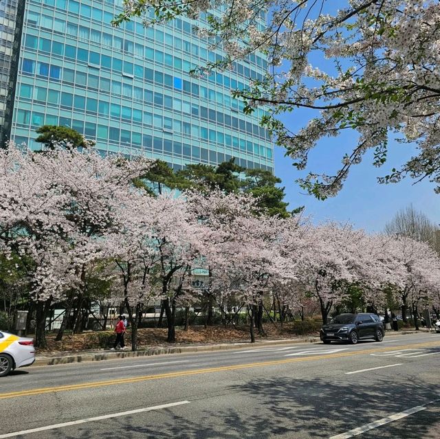Yunjungno Cherry Blossom Walkway: A Springtime Haven