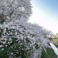 Sakura Dreams Along Yamazaki River