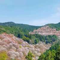Cherry Blossom Heaven on a Hill