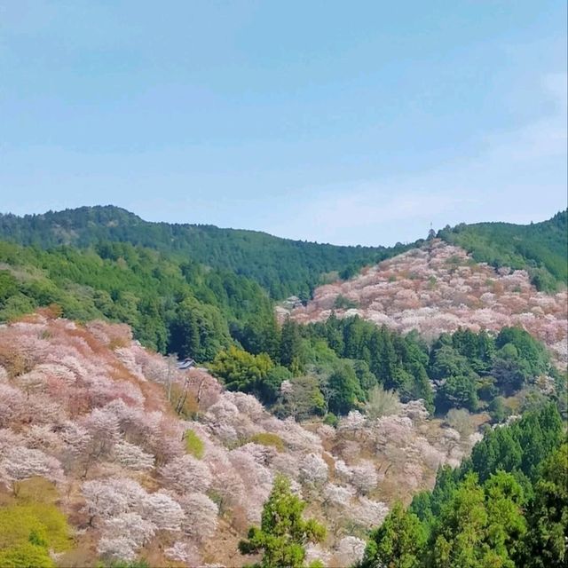 Cherry Blossom Heaven on a Hill