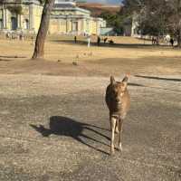 Just an Hour from Osaka: A Charming World of Deer, Temples & Tranquility