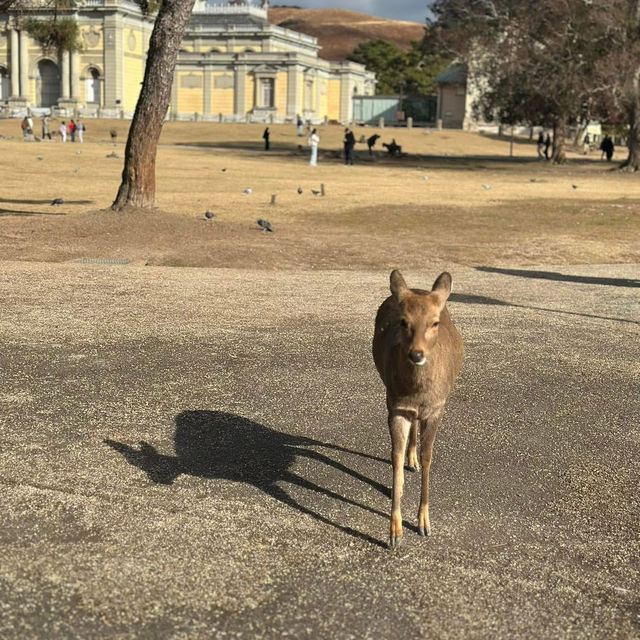 Just an Hour from Osaka: A Charming World of Deer, Temples & Tranquility