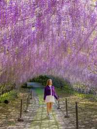 Kawachi Fuji-En สวยวิสเทอเรียที่สวยสุดในฟุกุโอกะ💜
