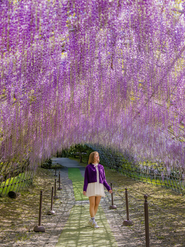 Kawachi Fuji-En สวยวิสเทอเรียที่สวยสุดในฟุกุโอกะ💜