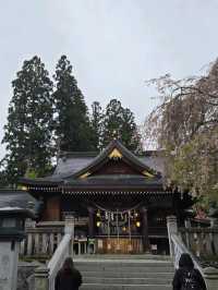 枝垂れ桜の美しい神社🌸