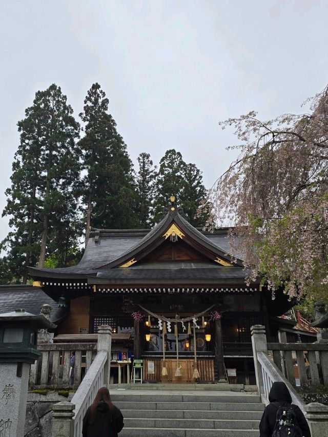 枝垂れ桜の美しい神社🌸