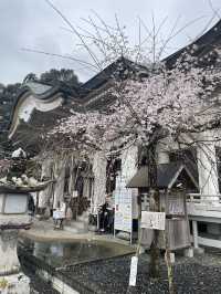 【佐賀景點推薦】 武雄神社⛩️｜穿越千年時光的巨木秘境