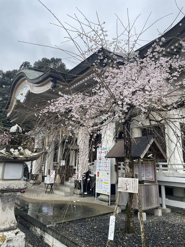 【佐賀景點推薦】 武雄神社⛩️｜穿越千年時光的巨木秘境