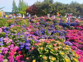 สวนดอกไฮเดรนเยียในเทศกาลดอกไม้อิลซาน