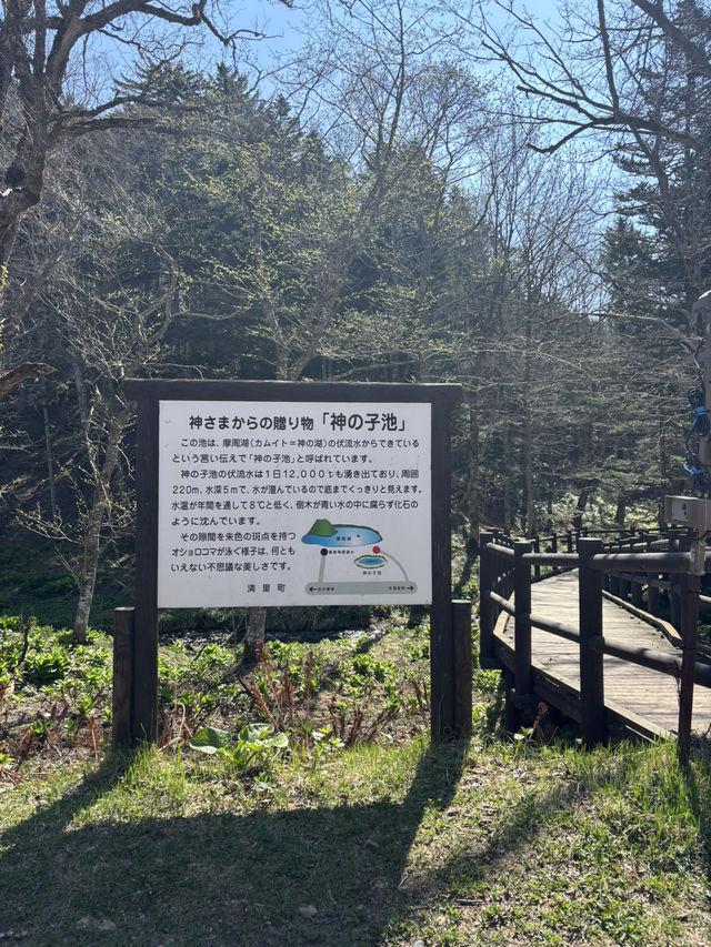 【神秘の青】北海道・神の子池で癒やしのひとときを