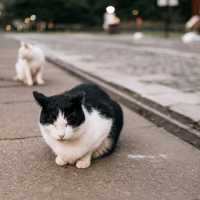 Houtong Cat Village
