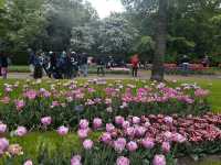 Keukenhof ทุ่งทิวลิปแดนดินสรวงสวรรค์