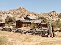 Hiking Among the Joshua Trees