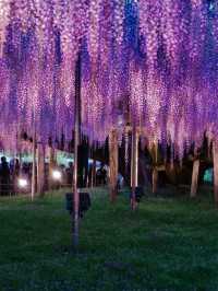 【行く前にこれ見て】世界が息をのむ美しさ、奇跡の大藤に心奪われる💜✨※観光攻略情報付き