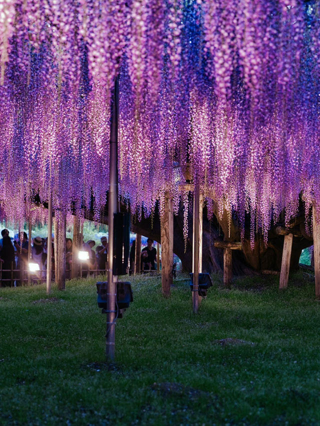 【行く前にこれ見て】世界が息をのむ美しさ、奇跡の大藤に心奪われる💜✨※観光攻略情報付き