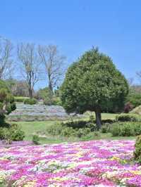 【福岡】博多湾に浮かぶ花の楽園！春色の絶景ピクニック🌼🏝️💖