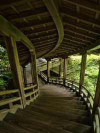 【行く前にこれ見て】瑞々しい翠の世界で心洗われる青もみじの絶景🌿※周辺観光情報付き
