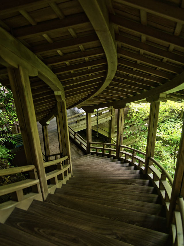 【行く前にこれ見て】瑞々しい翠の世界で心洗われる青もみじの絶景🌿※周辺観光情報付き