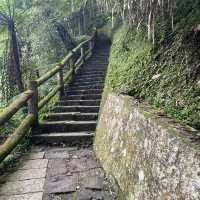 溪頭森林遊樂區🌳