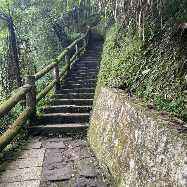 溪頭森林遊樂區🌳