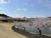 🌸【佛光與櫻影的交會】牛久大佛春日巡禮—一場身心靈共鳴的靜心旅行