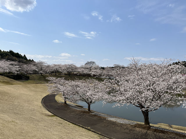 🌸【佛光與櫻影的交會】牛久大佛春日巡禮—一場身心靈共鳴的靜心旅行