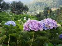 Bucket of Blooms, Boots On & Camera Ready at KUV NIAM HYDRENYA