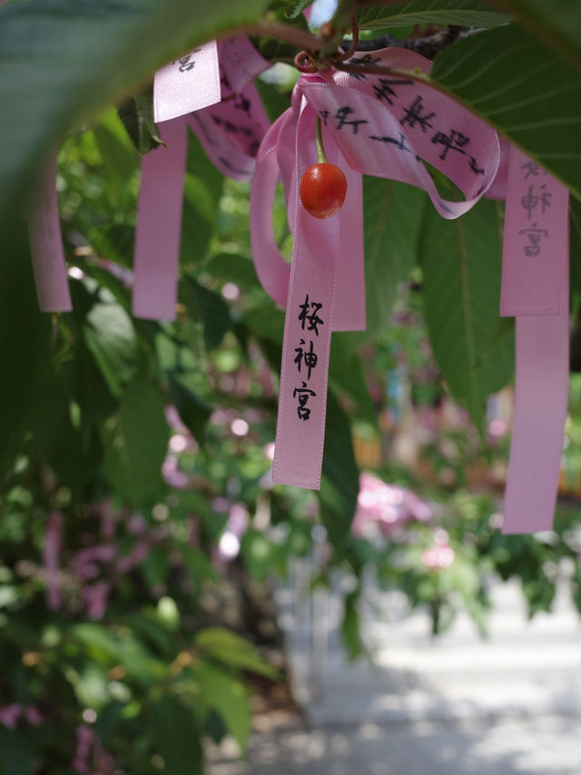 🌸⛩️**【桜神宮｜東京・世田谷】