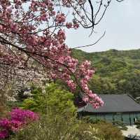 천안 각원사 겹벚꽃 당일치기 여행🌸