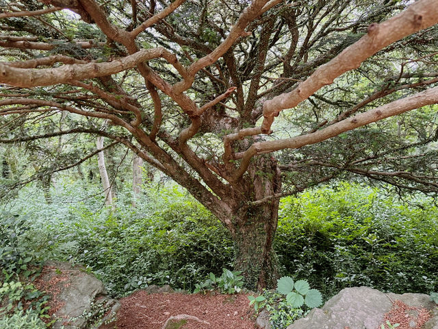 🌲🌲 비자나무 숲길