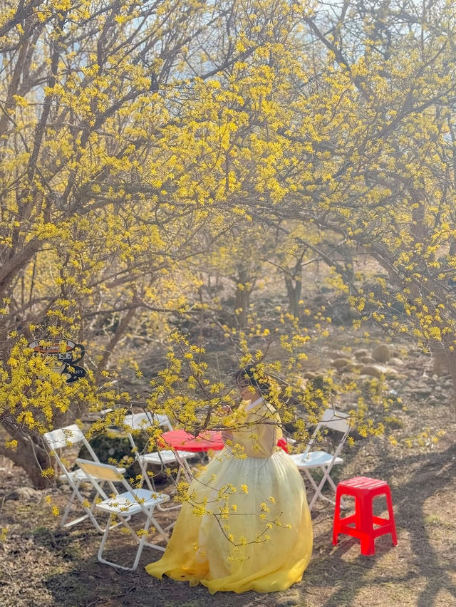 구례 산수유 마을에 노오란 산수유가 가득 피었습니다🌼