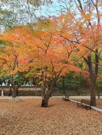 Leaf It to Naejangsan