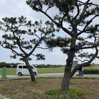 Flower Hill - Uminokamichi Seaside Park 