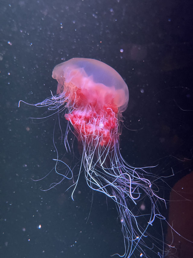 Attractions to visit in SEA LIFE Sunshine Coast Aquarium