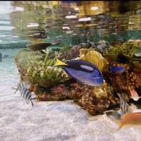 🍃沖繩新水族館DMM Kariyushi 視覺聽覺觸覺感官體驗！