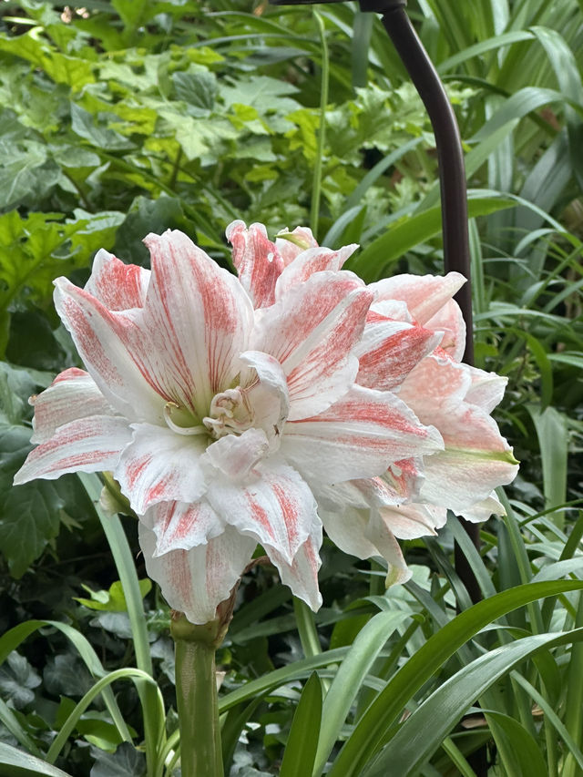 Flower Dome - Garden by the bay