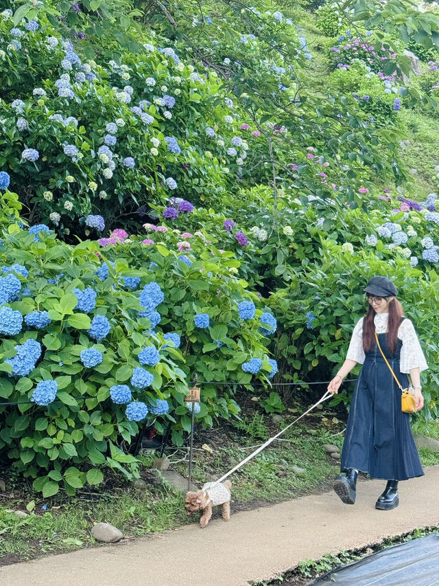 【神奈川】ワンちゃんと行ける紫陽花スポット！