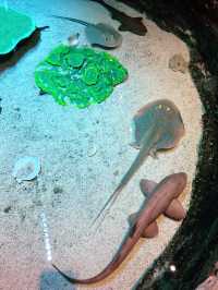 Aquaria KLCC: A Must-Visit Family Adventure This Summer! 