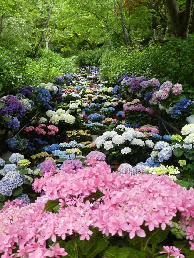  🪷【鎌倉・長谷寺】海と花と観音さまに癒される、やすらぎの寺