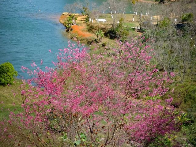🌲 Dalat Wonder Resort 🌲